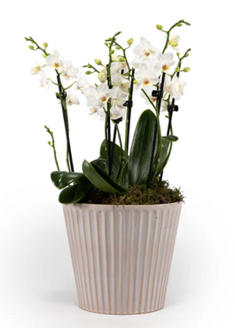 Phalaenopsis Trio in Hampshire Ceramic 17cm - image 3