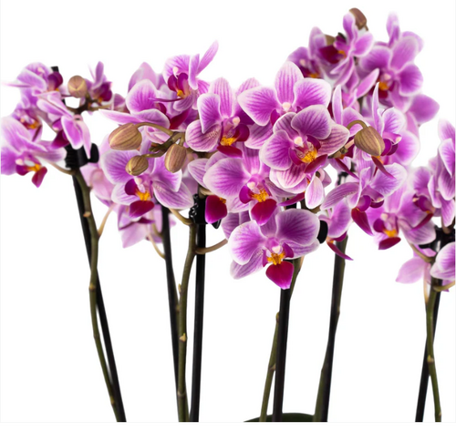 Phalaenopsis Trio in Hampshire Ceramic 17cm - image 2