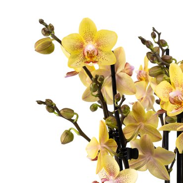 Phalaenopsis Trio in Planter 23cm - image 2
