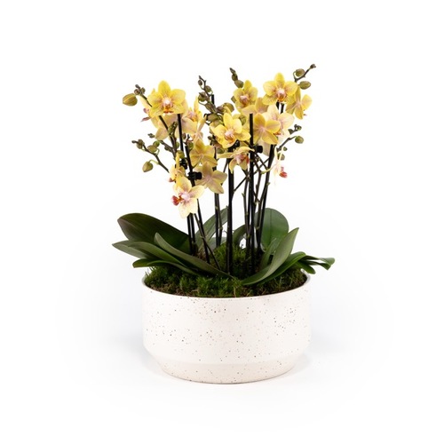 Phalaenopsis Trio in Planter 23cm - image 1