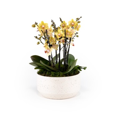Phalaenopsis Trio in Planter 23cm