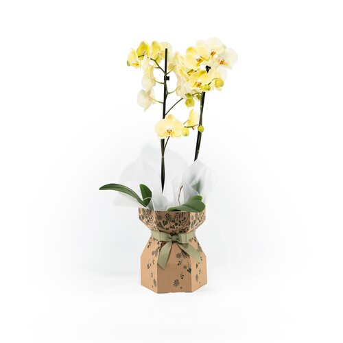 Phalaenopsis Twin Stem Gift box 12cm