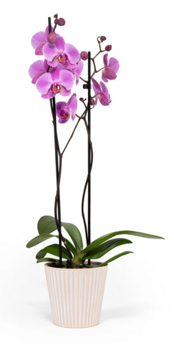 Phalaenopsis Twin Stem Mix in Hampshire Ceramic 12cm - image 1