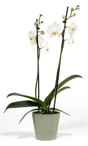 Phalaenopsis Twin Stem Mix in Hampshire Ceramic 12cm - image 2