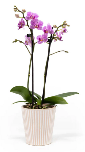Phalaenopsis Twin Stem Mix in Hampshire Ceramic 9cm