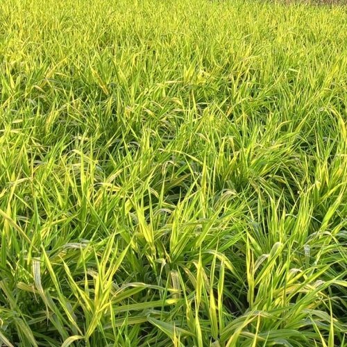 Phalaris Arctic Sun 3 litre