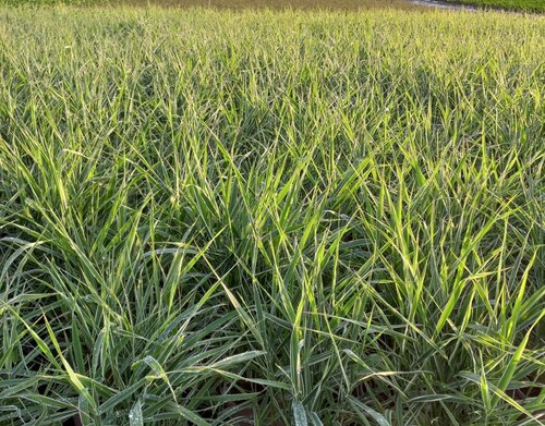 Phalaris Picta 3 Litre