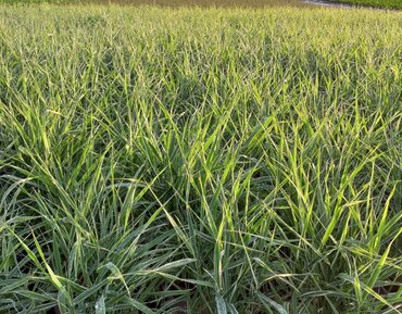 Phalaris Picta 3 Litre