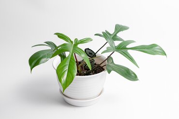 Philodendron Florida Beauty 17cm - image 1
