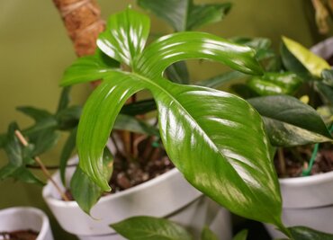Philodendron Florida Beauty 17cm - image 2