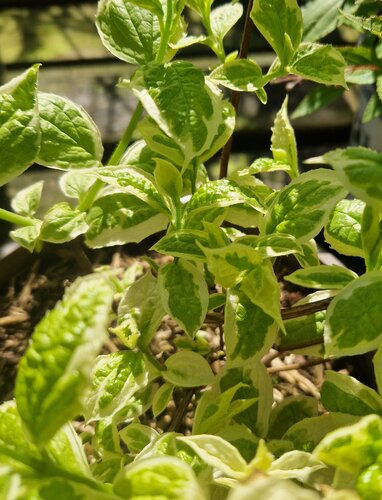 Philadelphus Coronarius Variegata 3 Litre