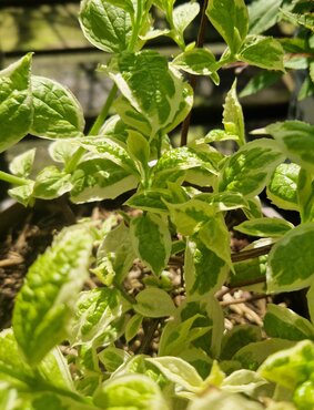Philadelphus Coronarius Variegata 3 Litre