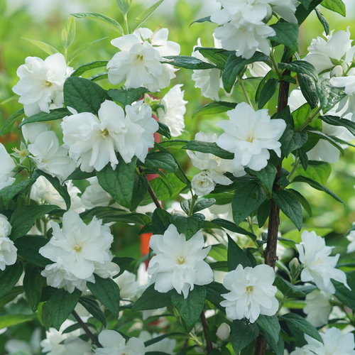 Philadelphus Mrs E L Robinson 3 Litre