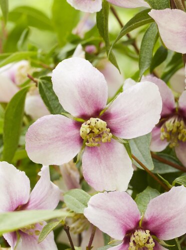 Philadelphus Petite Perfume Pink 3 Litre - image 1