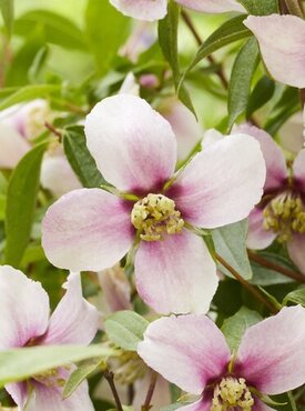 Philadelphus Petite Perfume Pink 3 Litre