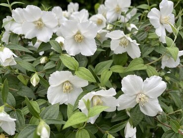 Philadelphus Petite Perfume White 4 Litre