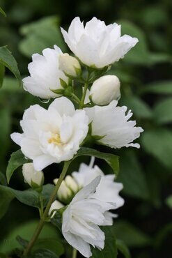 Philadelphus 'Virginal' 10 Litre