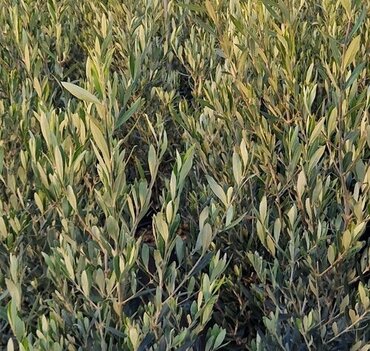 Phillyrea Angustifolia 10 Litre