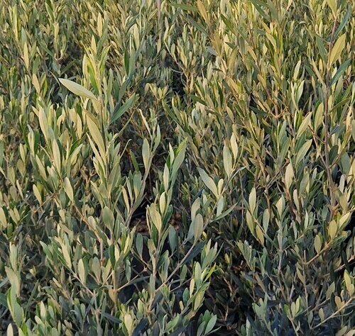 Phillyrea Angustifolia 10L - image 1