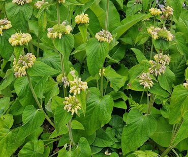 Phlomis Fruticosa 3 Litre - image 1