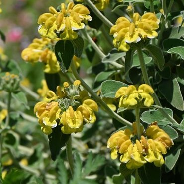 Phlomis Fruticosa 3 Litre