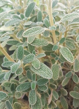 Phlomis Lanata 3 litre - image 1