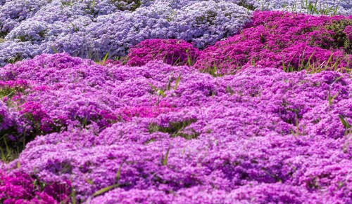 Phlox (Alpine) 6 Pack