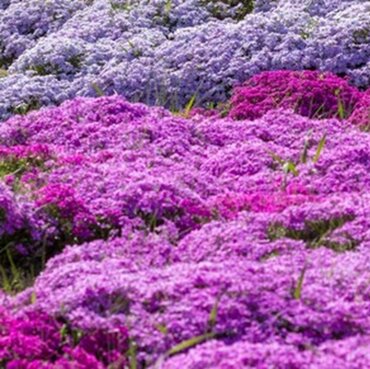 Phlox (Alpine) 6 Pack