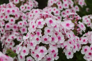 Phlox Bambini Bullseye 3 Litre