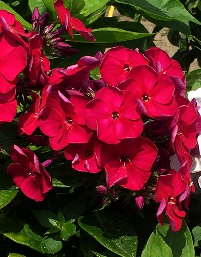 Phlox Bambini Cherry Crush 3 Litre