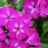 Phlox Bambini Desire 3 Litre