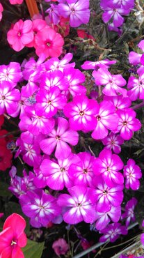 Phlox Bambini Desire 3 Litre