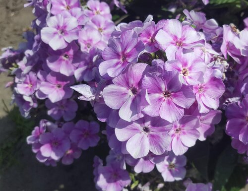 Phlox Bambini Lucky Lilac 3 Litre