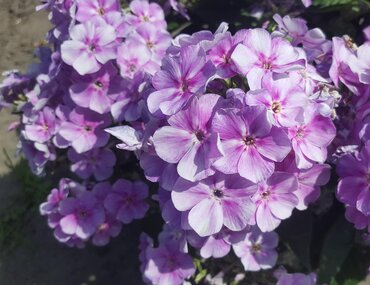 Phlox Bambini Lucky Lilac 3 Litre