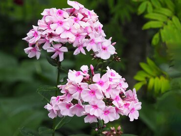 Phlox Bambini Primadonna 3 Litre