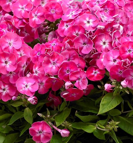 Phlox Bambini Sweet Tart 3 Litre