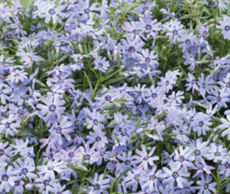 Phlox Fabulous Blue Dark Centre 2 Litre