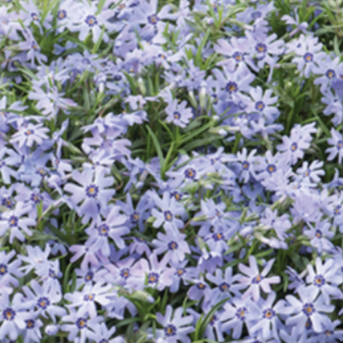 Phlox Fabulous Blue Dark Centre 2 Litre