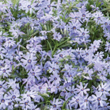 Phlox Fabulous Blue Dark Centre 2 Litre
