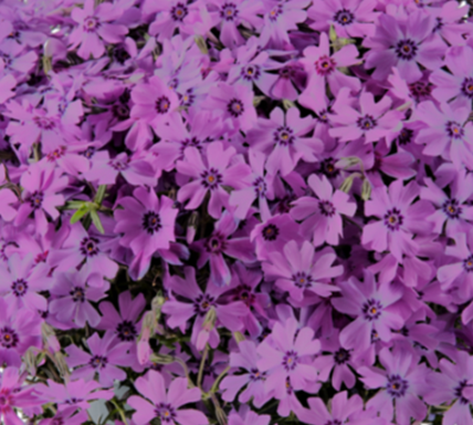 Phlox Fabulous Dark Rose Eye 2 Litre