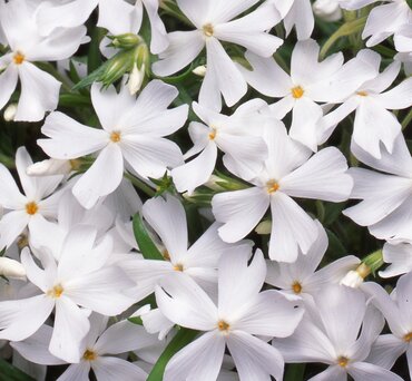 Phlox Fabulous White 2 Litre