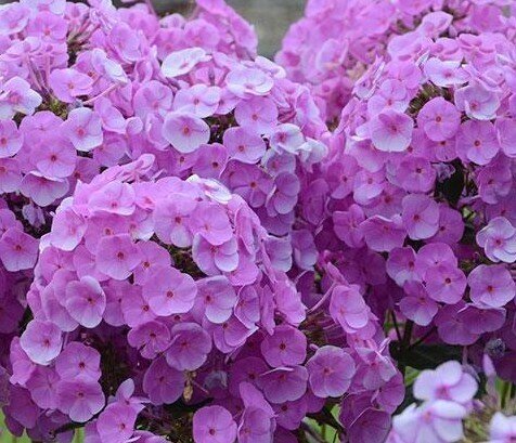 Phlox Fashionably Early Flamingo 2 Litre