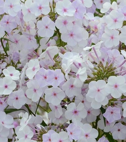 Phlox Fashionably Early Lavender Ice 2 Litre