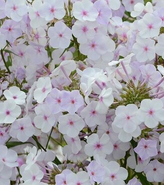 Phlox Fashionably Early Lavender Ice 2 Litre