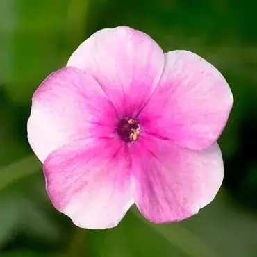 Phlox Flatscreen Pink with Eye 3 Litre