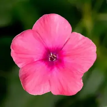 Phlox Flatscreen Rose 3 Litre