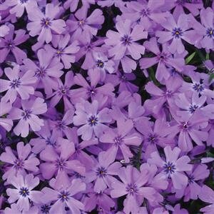 Phlox Purple Beauty 2 Litre