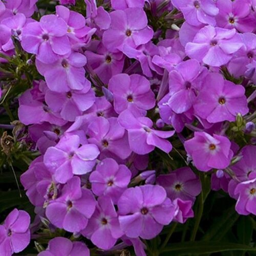 Phlox Rose Bouquet 2 Litre