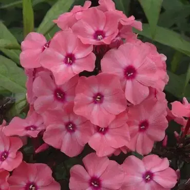 Phlox Sweet Summer Dream Orange Rose 3 Litre