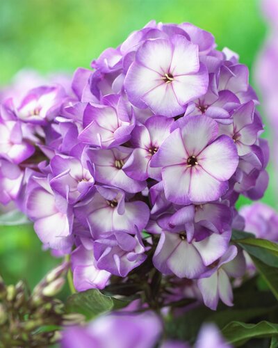 Phlox Sweet Summer Purple Bicolour 3 Litre